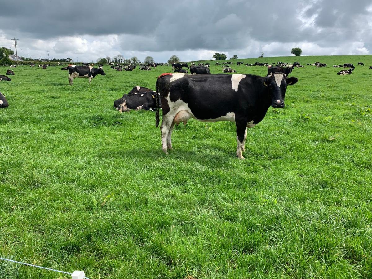 Keeraun Hill Bed & Breakfast Banagher Bagian luar foto